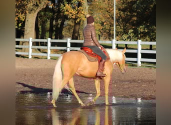 American Quarter Horse Mix, Klacz, 5 lat, 155 cm, Izabelowata