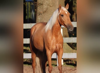 American Quarter Horse Mix, Klacz, 5 lat, 155 cm, Izabelowata