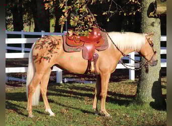 American Quarter Horse Mix, Klacz, 5 lat, 155 cm, Izabelowata