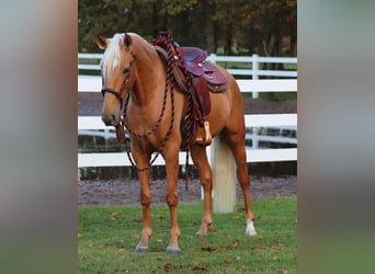 American Quarter Horse Mix, Klacz, 5 lat, 155 cm, Izabelowata