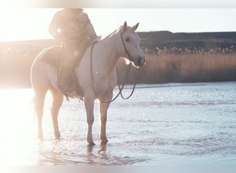 American Quarter Horse, Klacz, 5 lat, 155 cm, Izabelowata