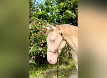 American Quarter Horse, Klacz, 5 lat, 155 cm, Perlino