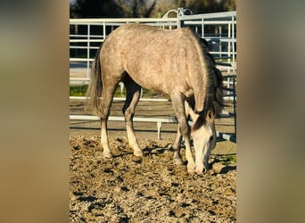 American Quarter Horse, Klacz, 5 lat, 155 cm, Siwa