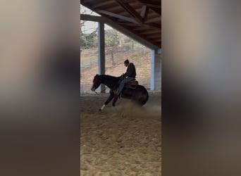 American Quarter Horse, Klacz, 5 lat, 156 cm, Gniada