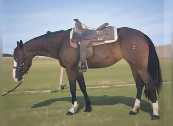 American Quarter Horse, Klacz, 5 lat, 156 cm, Gniada