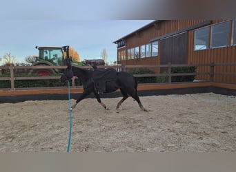 American Quarter Horse, Klacz, 5 lat, 156 cm, Kara