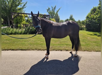 American Quarter Horse, Klacz, 5 lat, 156 cm, Kara