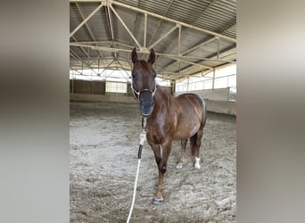 American Quarter Horse Mix, Klacz, 5 lat, 157 cm, Ciemnokasztanowata