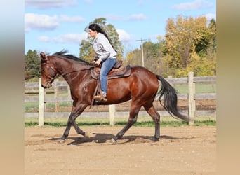 American Quarter Horse, Klacz, 5 lat, 157 cm, Gniada