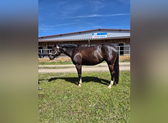 American Quarter Horse, Klacz, 5 lat, 157 cm, Kara