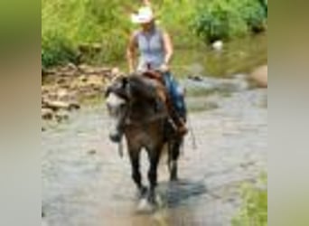 American Quarter Horse, Klacz, 5 lat, 157 cm, Siwa