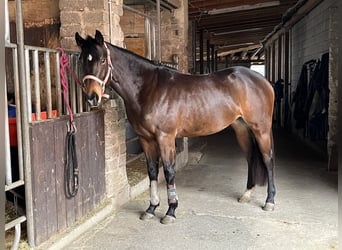 American Quarter Horse, Klacz, 5 lat, 158 cm, Ciemnogniada