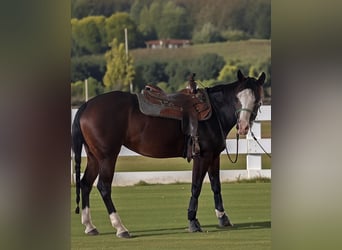American Quarter Horse, Klacz, 5 lat, 160 cm, Ciemnogniada