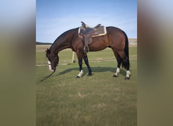 American Quarter Horse, Klacz, 5 lat, 160 cm, Ciemnogniada