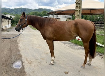American Quarter Horse, Klacz, 5 lat, 160 cm, Ciemnokasztanowata