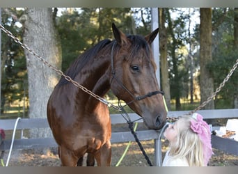 American Quarter Horse, Klacz, 5 lat, 160 cm, Gniada