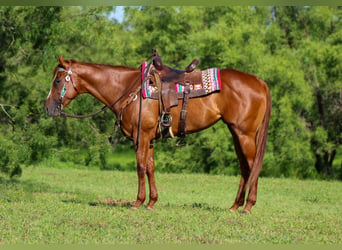American Quarter Horse, Klacz, 5 lat, 163 cm, Ciemnokasztanowata