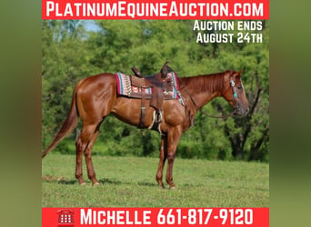 American Quarter Horse, Klacz, 5 lat, 163 cm, Ciemnokasztanowata