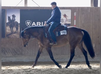 American Quarter Horse, Klacz, 5 lat, 165 cm, Gniada