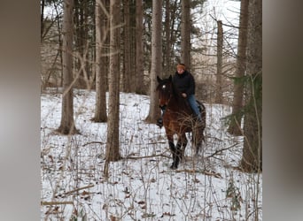 American Quarter Horse Mix, Klacz, 5 lat, 165 cm, Gniadodereszowata
