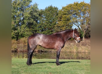 American Quarter Horse Mix, Klacz, 5 lat, 165 cm, Gniadodereszowata