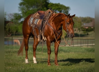 American Quarter Horse, Klacz, 5 lat, Cisawa