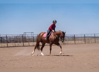 American Quarter Horse, Klacz, 5 lat, Cisawa