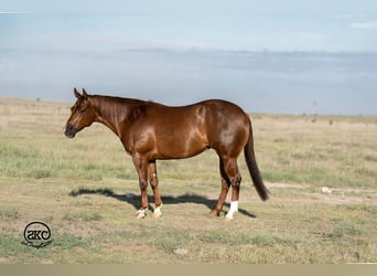 American Quarter Horse, Klacz, 5 lat, Cisawa
