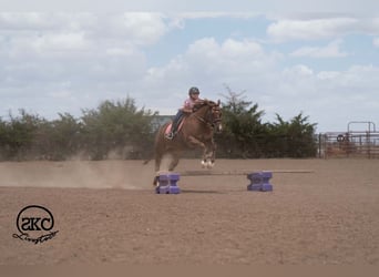 American Quarter Horse, Klacz, 5 lat, Cisawa