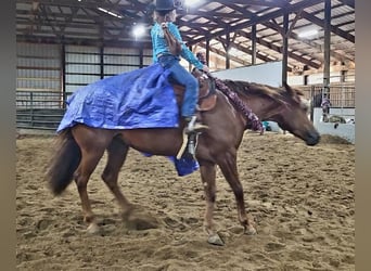 American Quarter Horse, Klacz, 5 lat, Cisawa