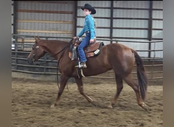American Quarter Horse, Klacz, 5 lat, Cisawa