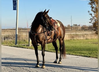 American Quarter Horse, Klacz, 5 lat, Gniada