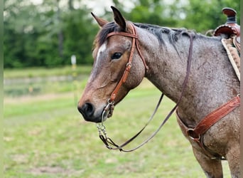 American Quarter Horse, Klacz, 5 lat, Gniadodereszowata