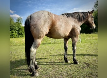 American Quarter Horse, Klacz, 5 lat, Gniadodereszowata