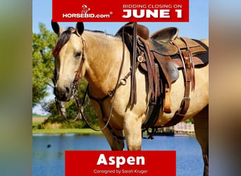 American Quarter Horse, Klacz, 5 lat, Jelenia