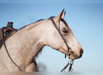 American Quarter Horse, Klacz, 5 lat, Jelenia