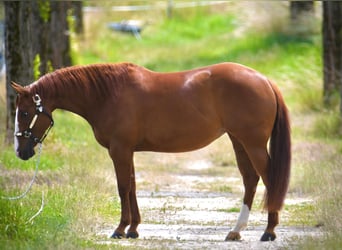 American Quarter Horse, Klacz, 5 lat, Kasztanowata