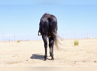 American Quarter Horse, Klacz, 5 lat, Siwa