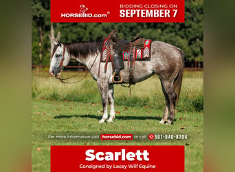 American Quarter Horse, Klacz, 5 lat, Siwa