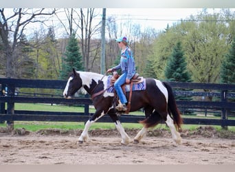 American Quarter Horse, Klacz, 5 lat, Tobiano wszelkich maści