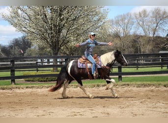 American Quarter Horse, Klacz, 5 lat, Tobiano wszelkich maści