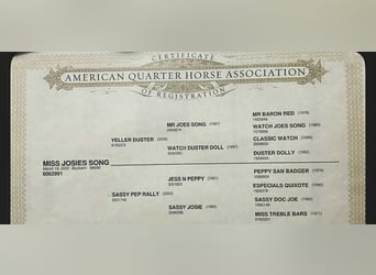 American Quarter Horse, Klacz, 5 lat
