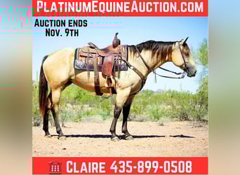 American Quarter Horse, Klacz, 5 lat