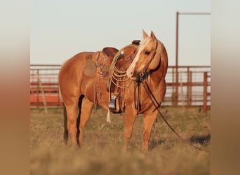 American Quarter Horse, Klacz, 6 lat, 142 cm, Izabelowata