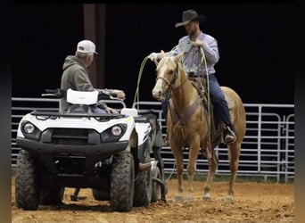 American Quarter Horse, Klacz, 6 lat, 142 cm, Izabelowata