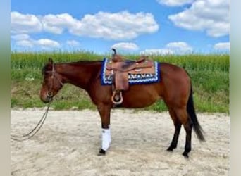 American Quarter Horse, Klacz, 6 lat, 144 cm