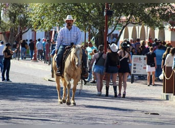 American Quarter Horse, Klacz, 6 lat, 145 cm, Izabelowata