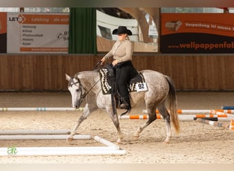 American Quarter Horse, Klacz, 6 lat, 145 cm, Siwa jabłkowita