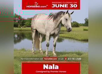 American Quarter Horse, Klacz, 6 lat, 145 cm, Siwa