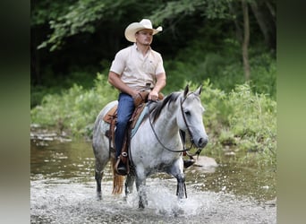 American Quarter Horse, Klacz, 6 lat, 145 cm, Siwa